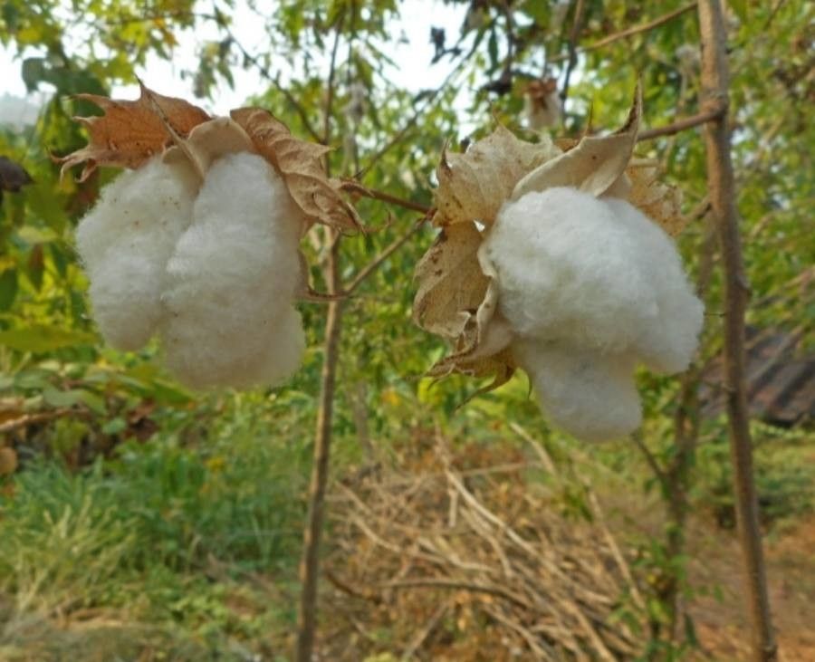Gossypium arboreum flower