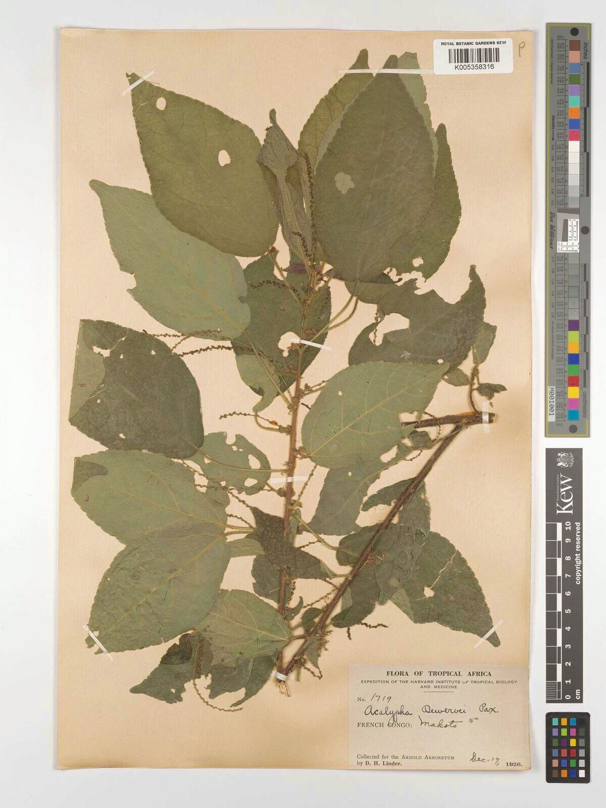 Acalypha dewevrei — houseplant care guide