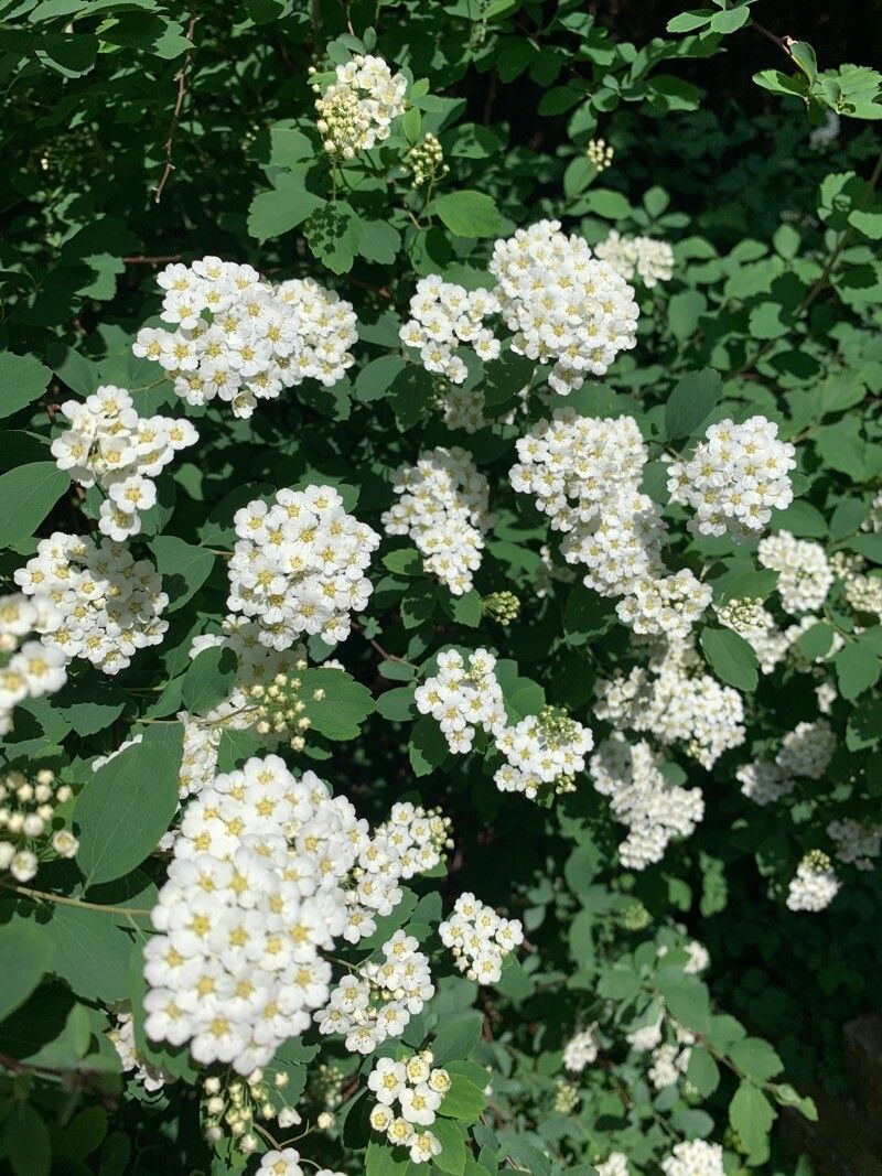 Spiraea × vanhouttei flower