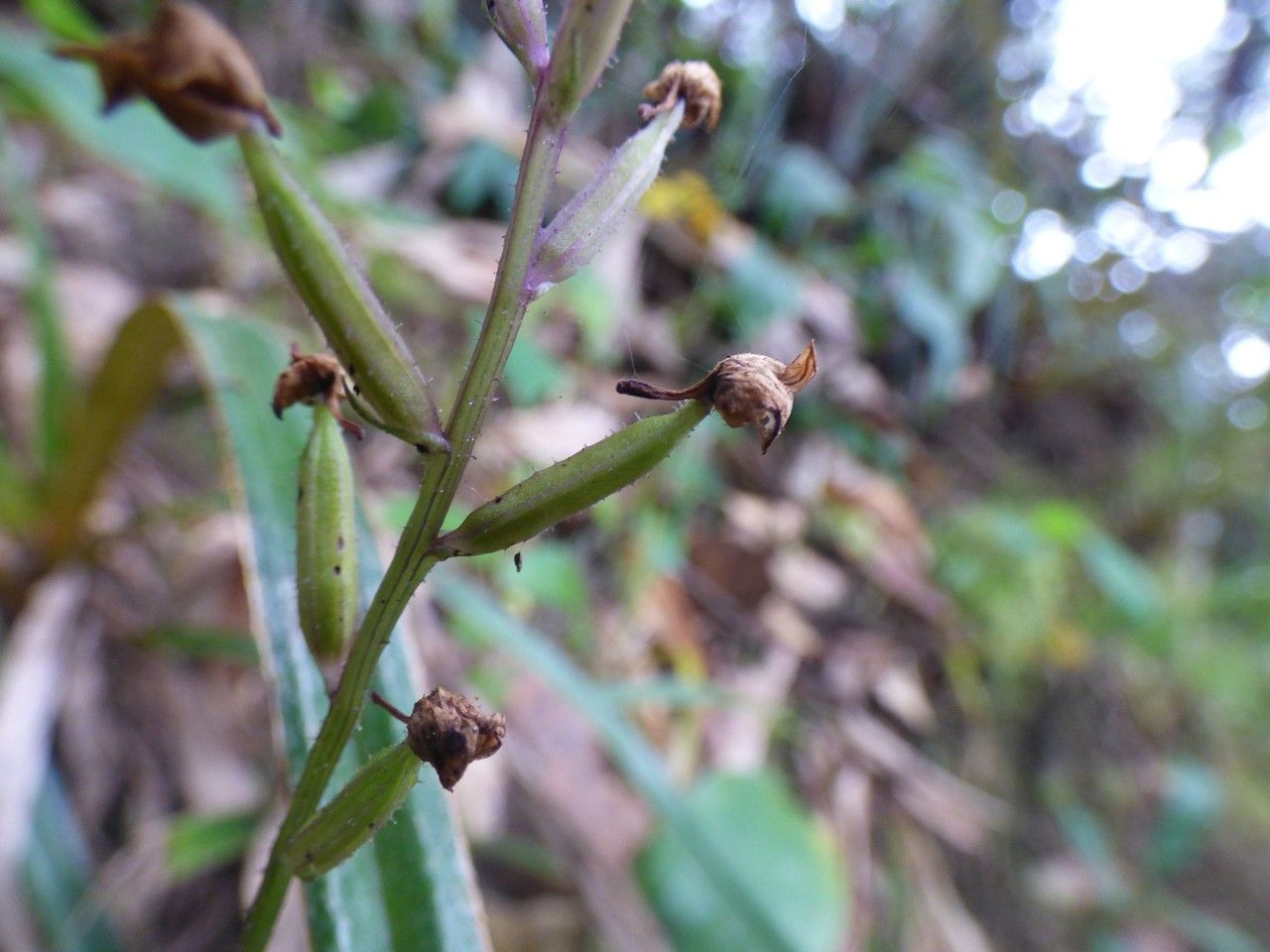 Cynorkis ridleyi fruit