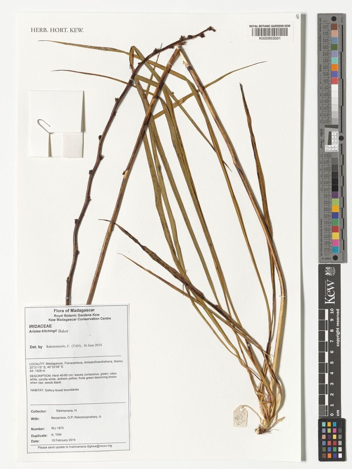 Aristea kitchingii — search result for 'Aristea'