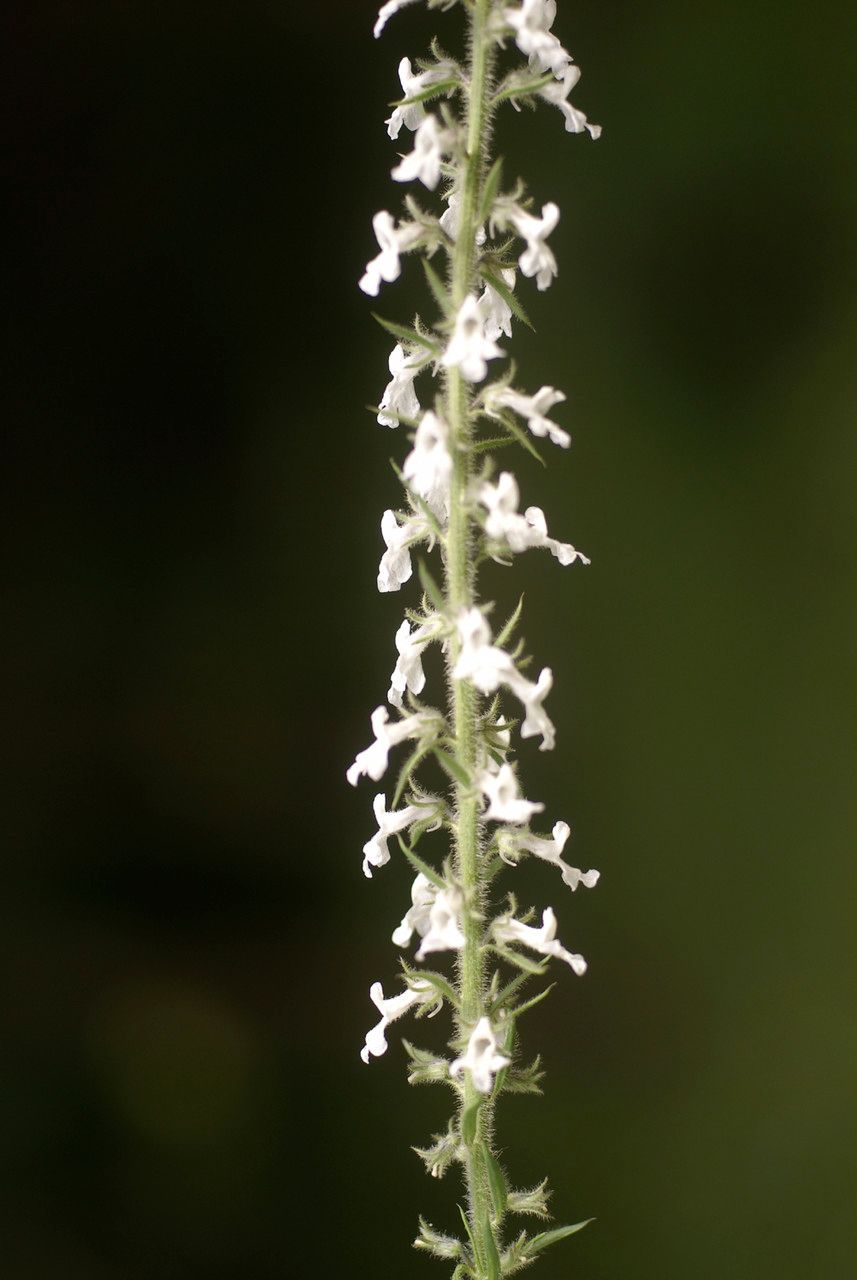 Anarrhinum pedatum flower