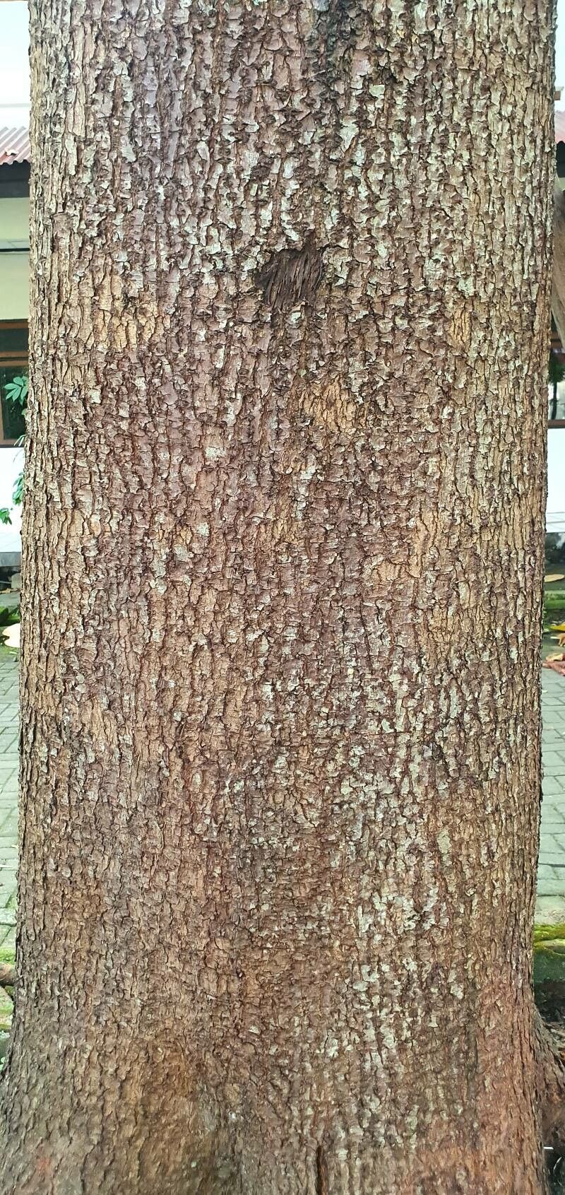 Neolamarckia macrophylla bark