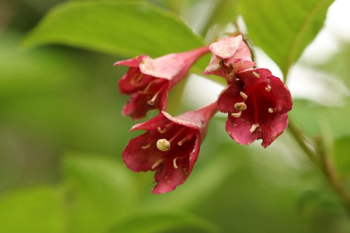 Weigela decora flower