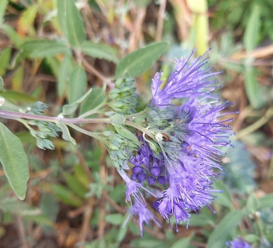 Caryopteris × clandonensis flower