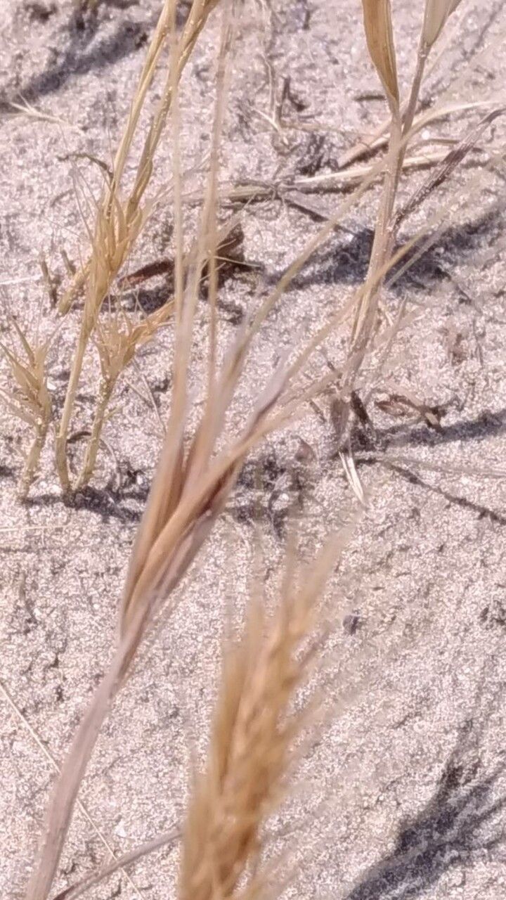 Vulpia fasciculata flower