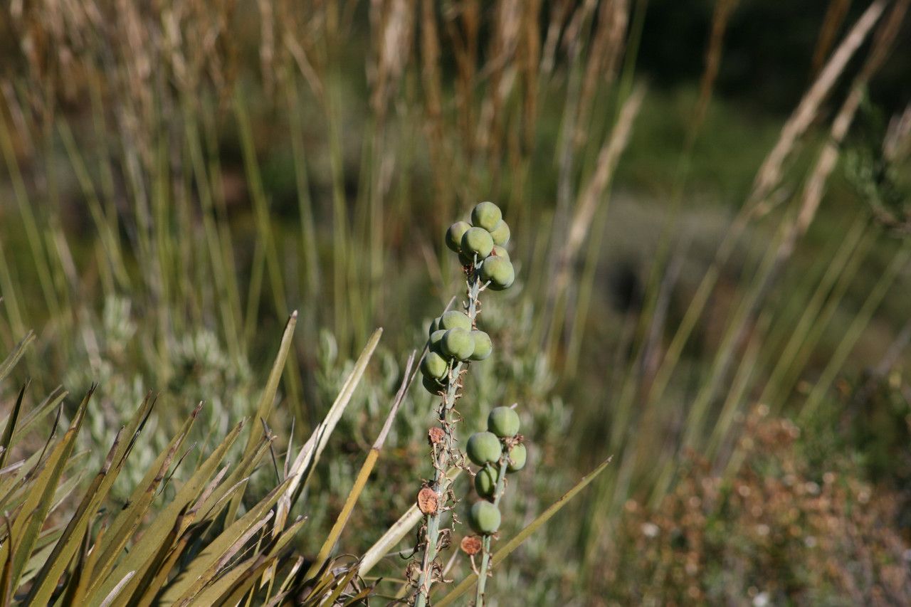 Alyssoides utriculata fruit
