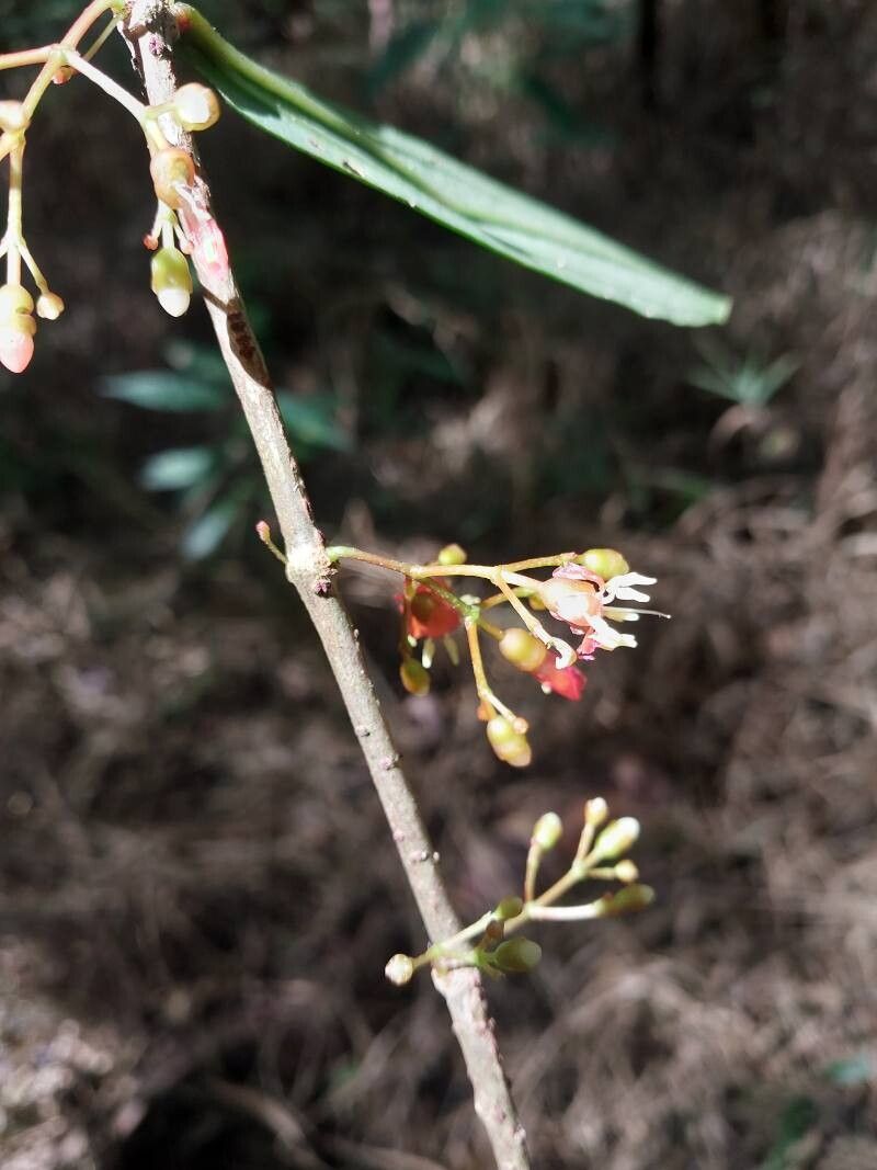 Medinilla angustifolia flower