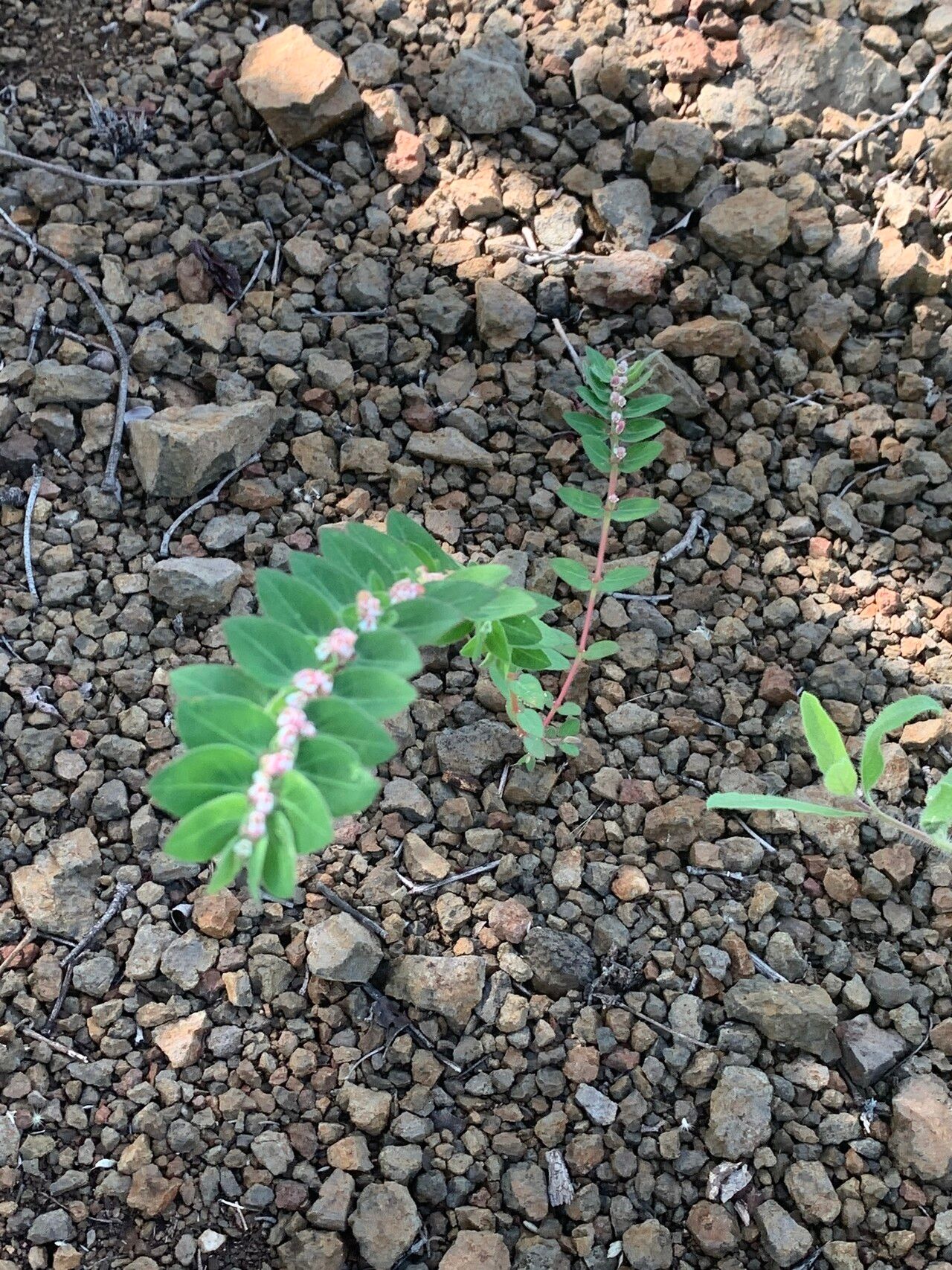 Euphorbia tettensis habit