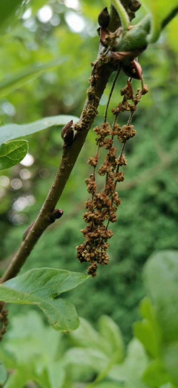 Quercus gambelii flower