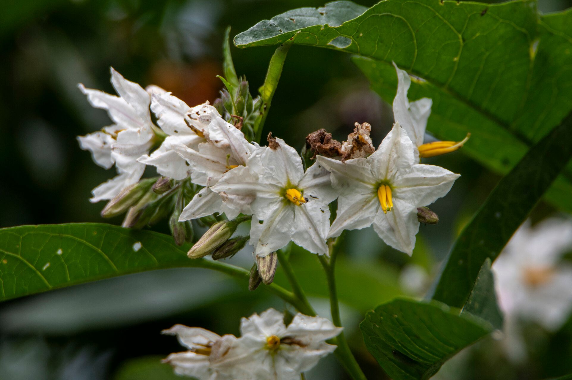 Solanum saponaceum flower