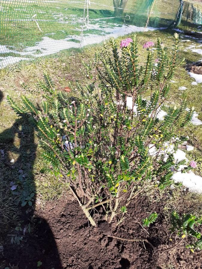 Pimelea ferruginea leaf