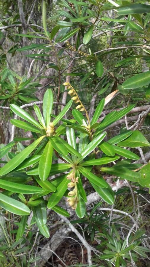 Hibbertia tontoutensis — houseplant care guide