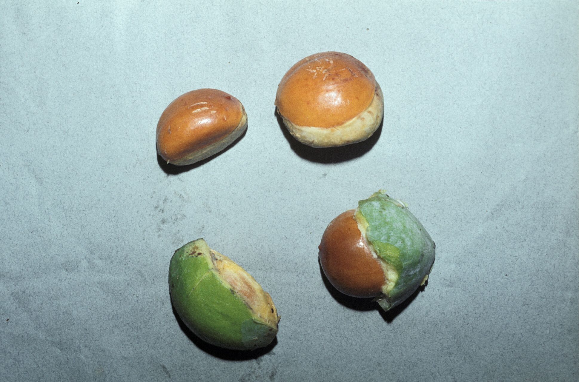 Pouteria macrophylla fruit