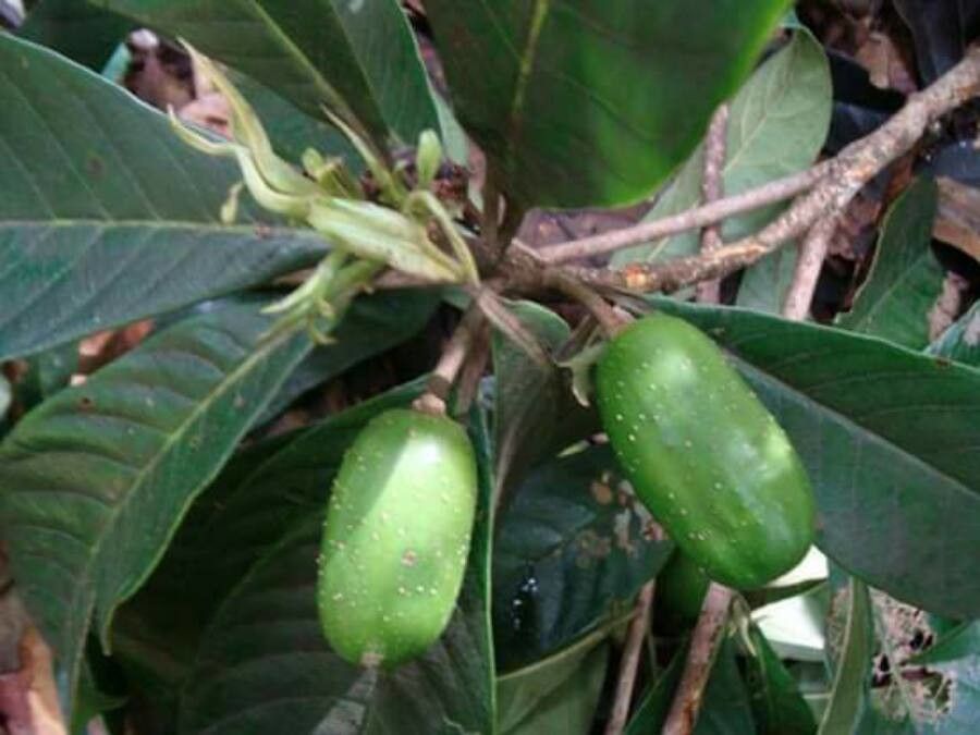 Nyssa talamancana — houseplant care guide