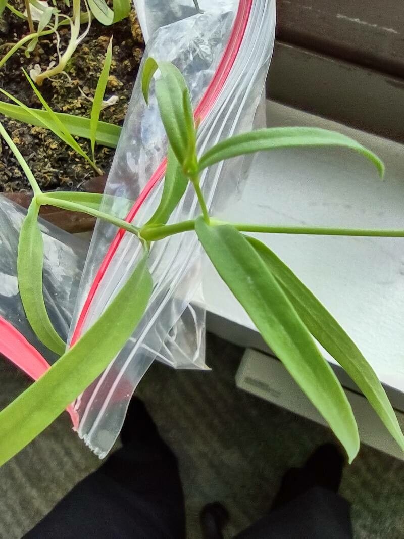 Gypsophila elegans leaf