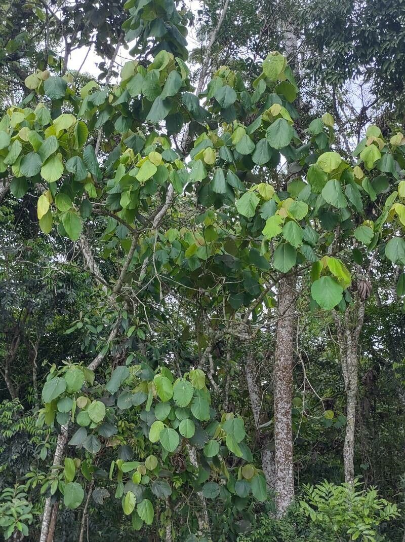Coccoloba tiliacea leaf