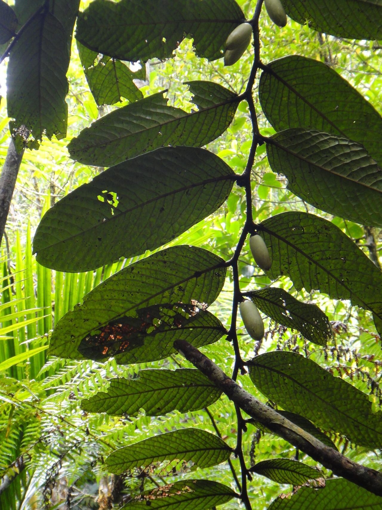 Diospyros brassica — search result for 'Brassica'