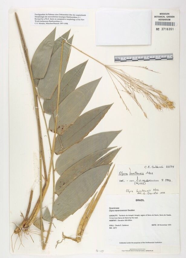 Olyra loretensis — related species from the same genus