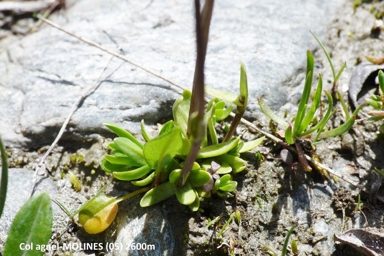 Gentiana rostanii habit