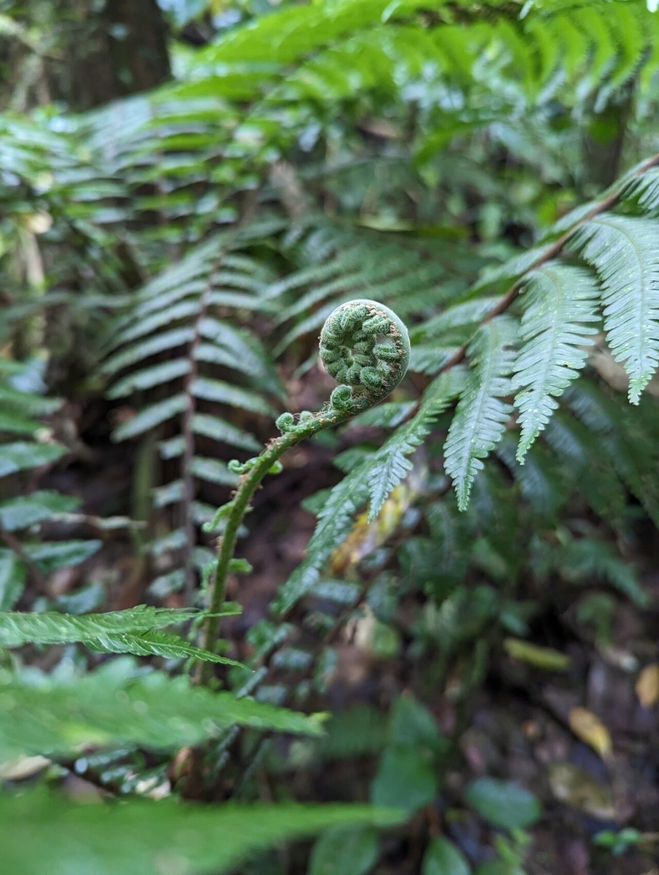 Alsophila welwitschii leaf
