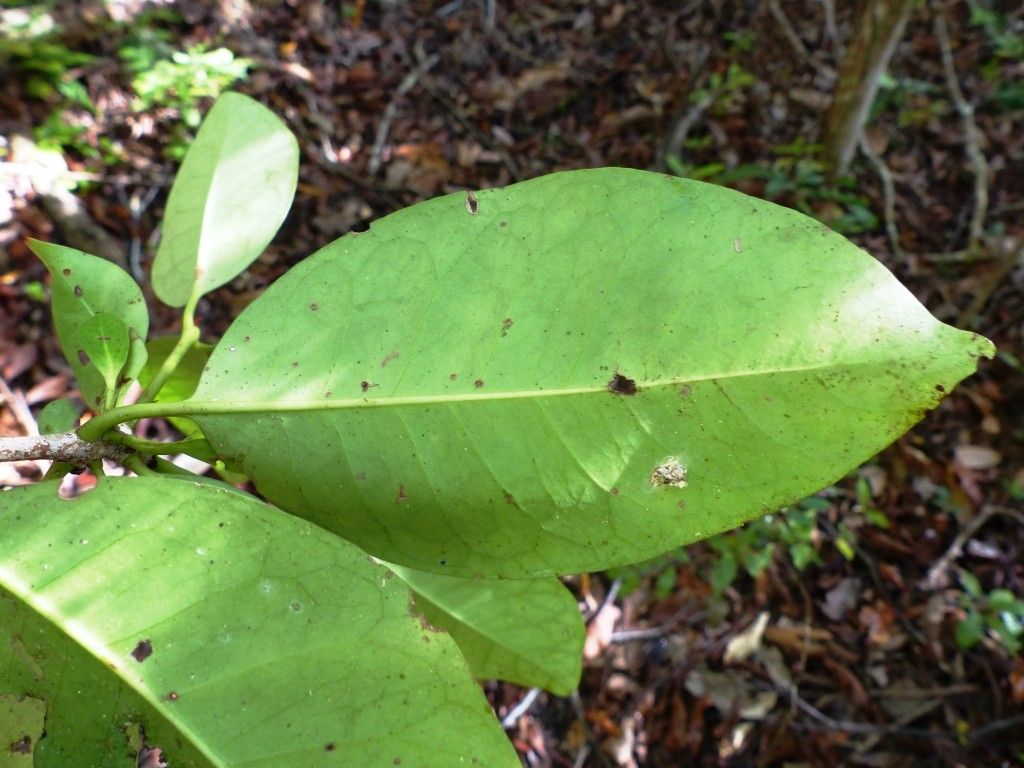 Ixora clarae leaf