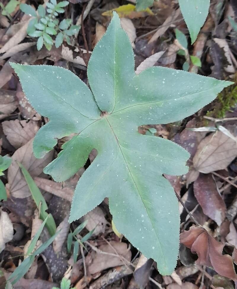 Hemionitis majestosa leaf