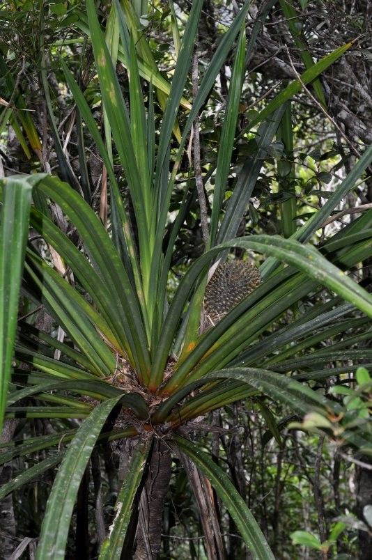 Pandanus sphaerocephalus habit