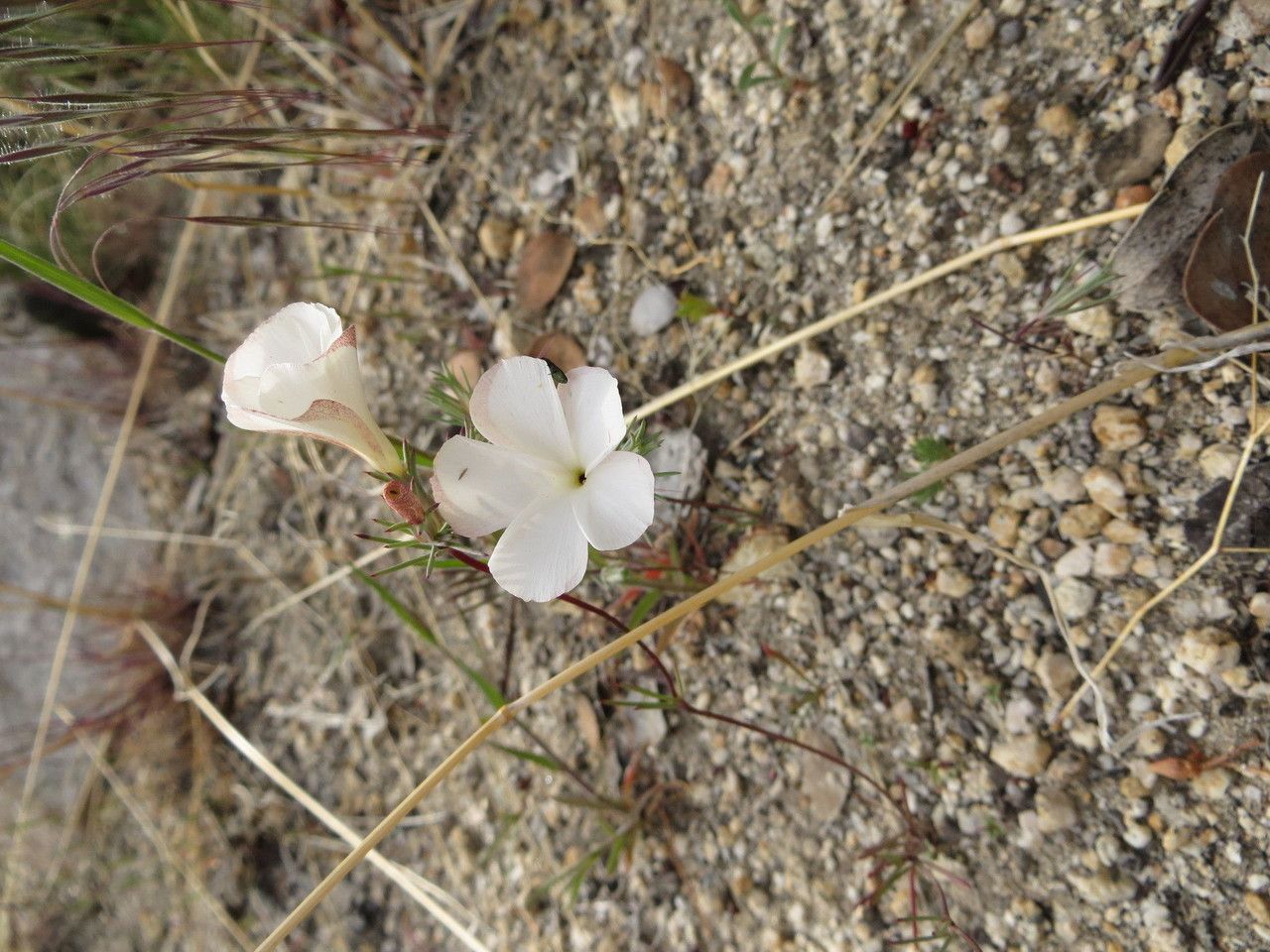Linanthus dichotomus habit