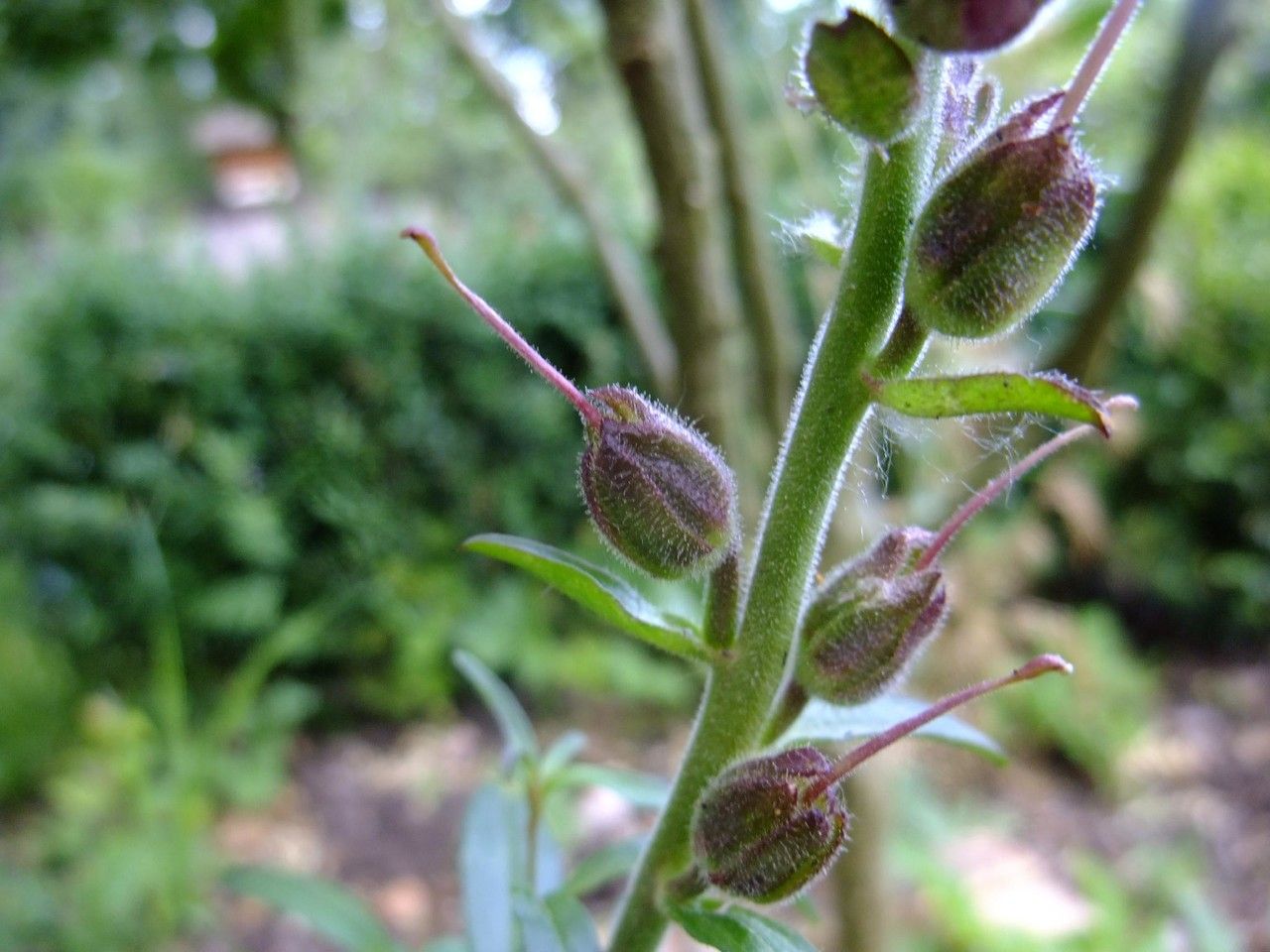 Salvia purpurea fruit