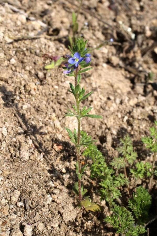 Veronica dillenii leaf