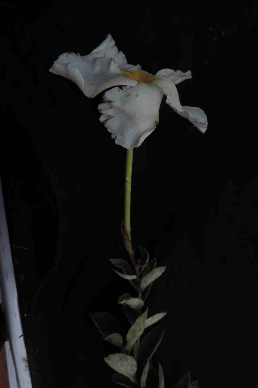Mandevilla longiflora flower