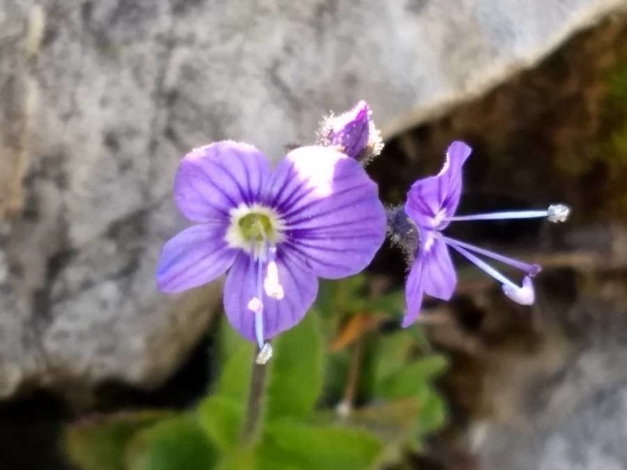 Veronica aphylla flower
