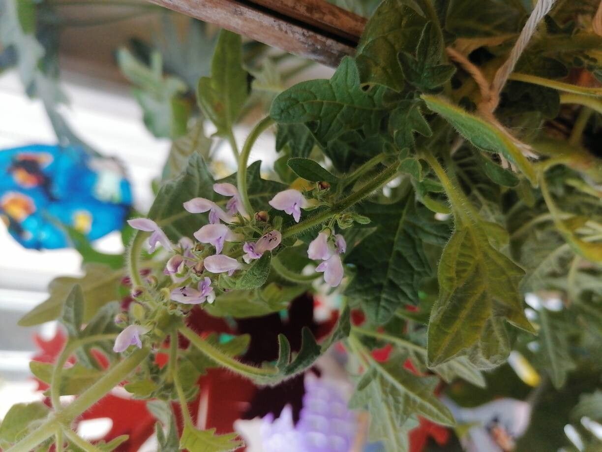 Coleus venteri — search result for 'Coleus'