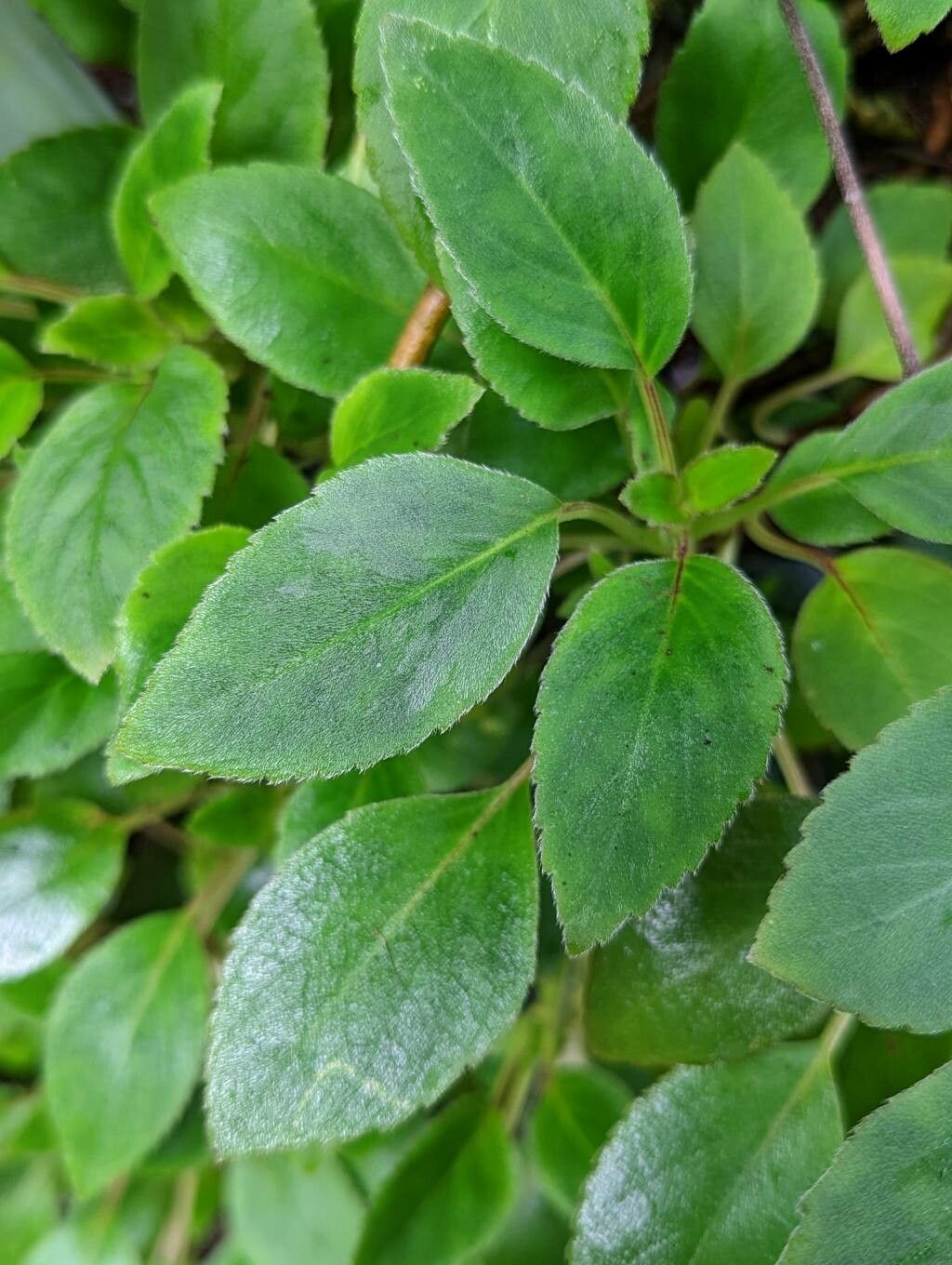 Alsobia punctata — related species from the same genus