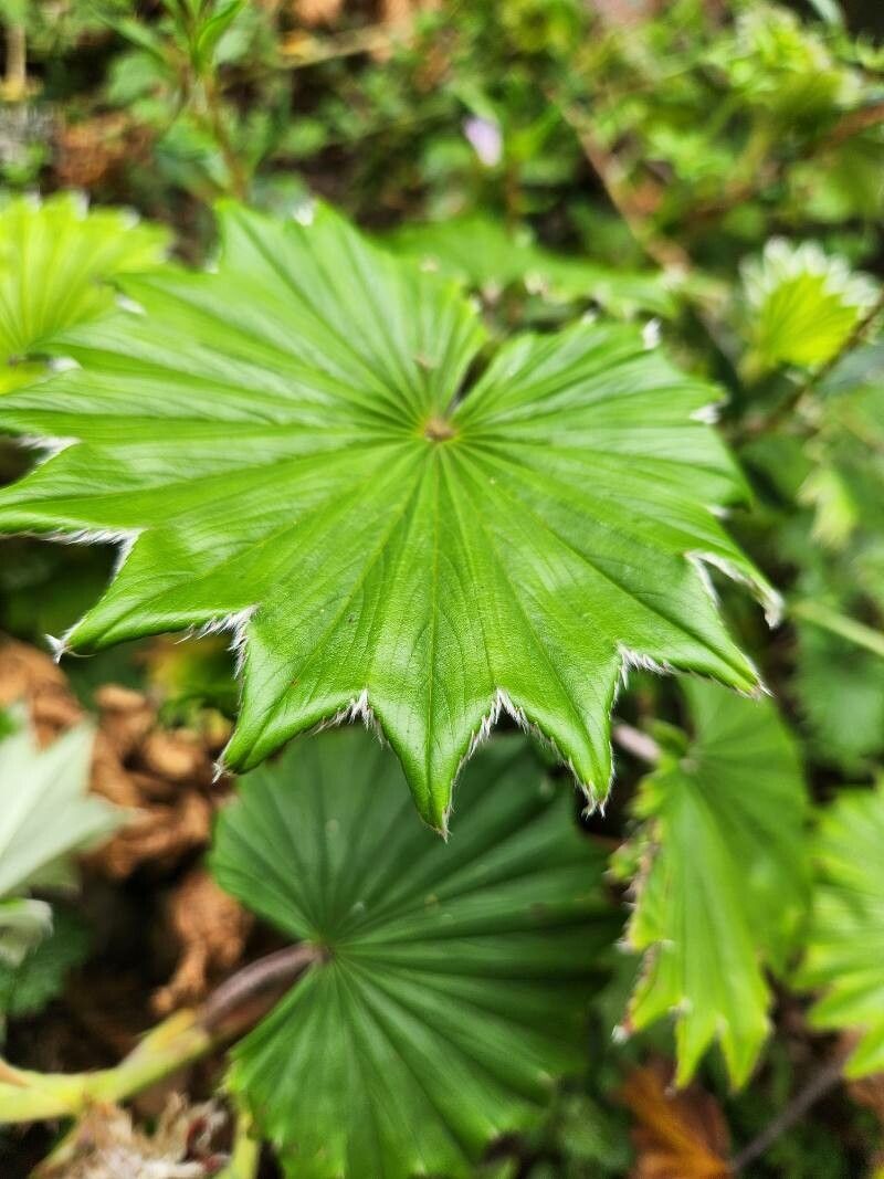 Alchemilla hagenia — houseplant care guide