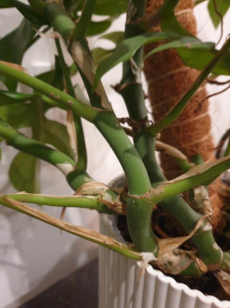 Monstera minima bark