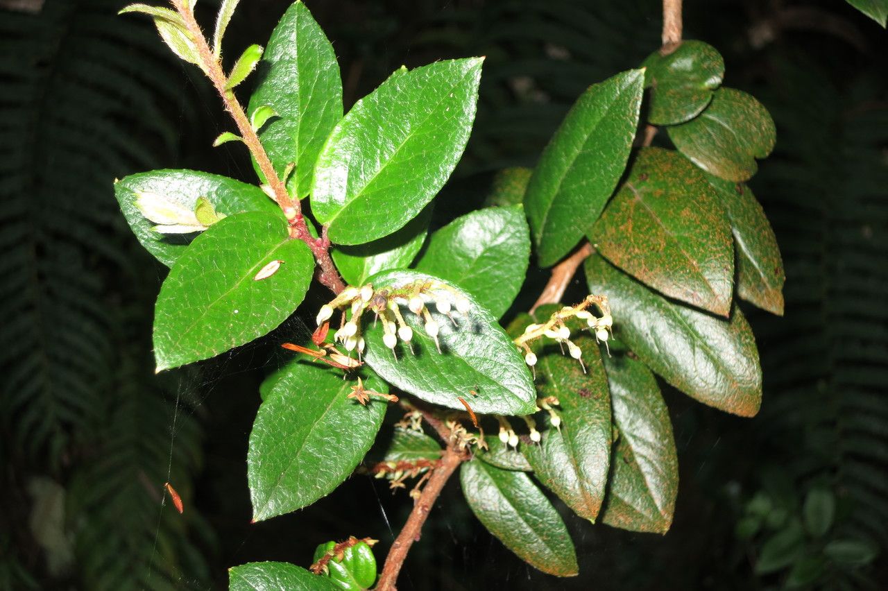 Gaultheria insana other