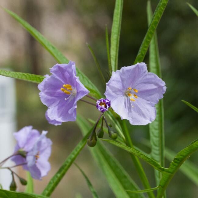 Solanum simile — houseplant care guide