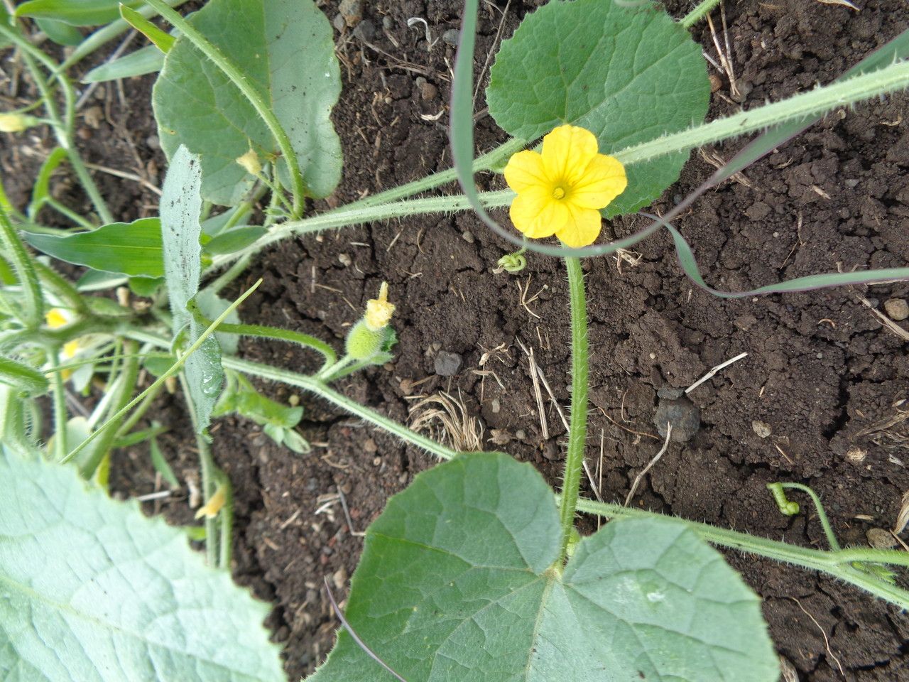 Cucumis engleri flower