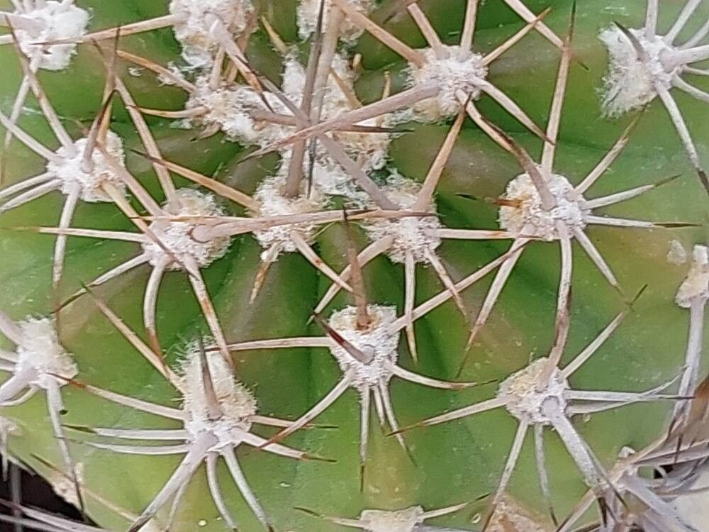 Lobivia obrepanda — houseplant care guide