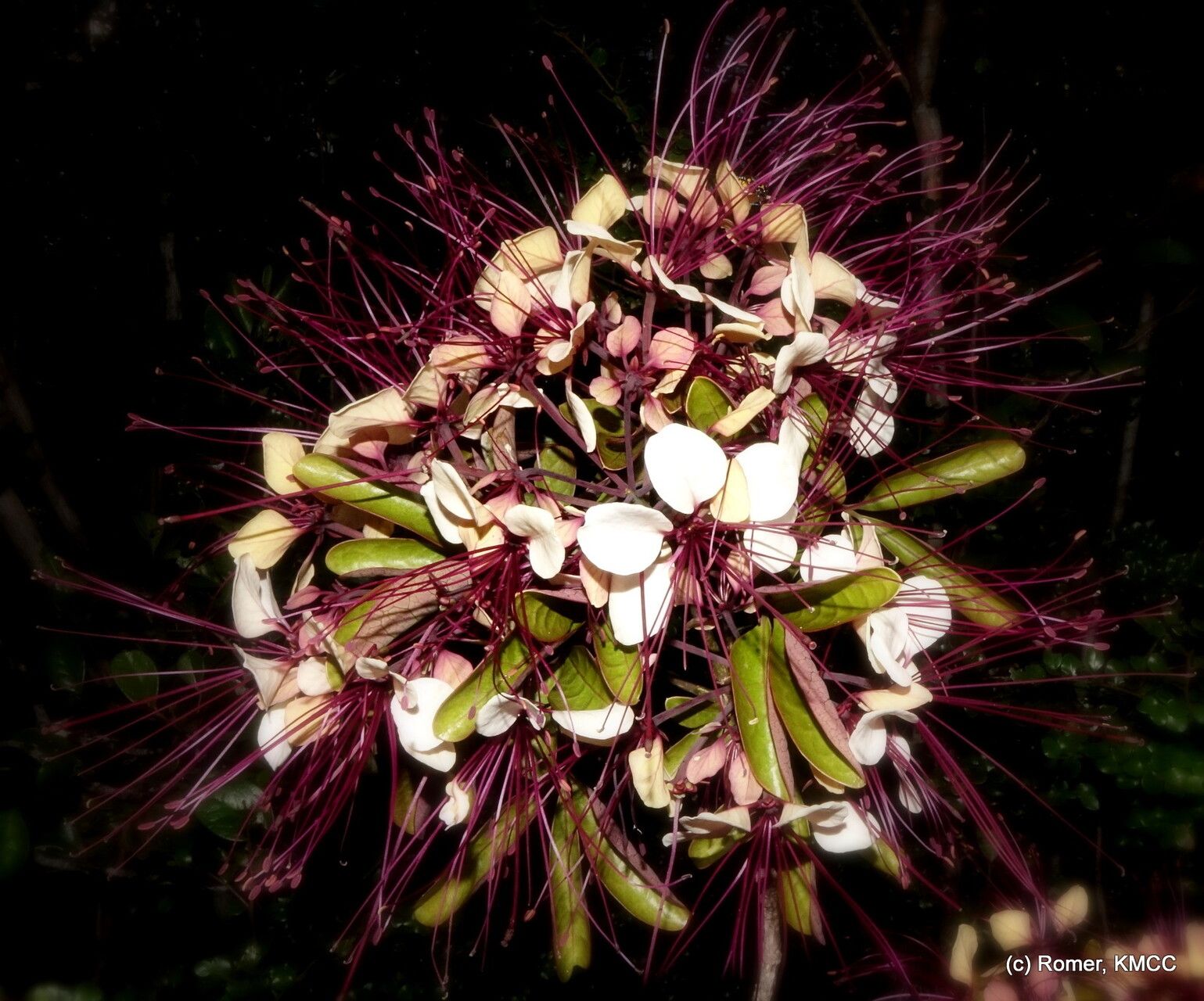 Crateva obovata — houseplant care guide