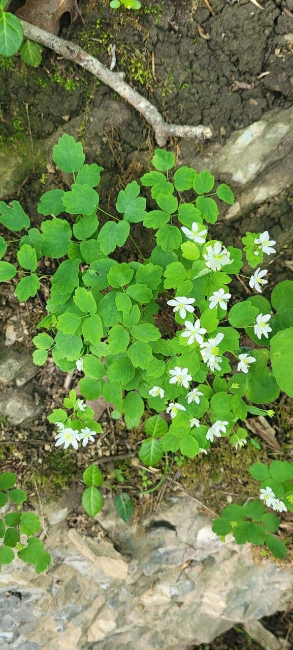 Thalictrum thalictroides habit