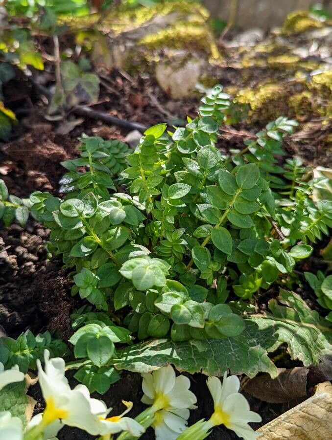 Polemonium reptans leaf