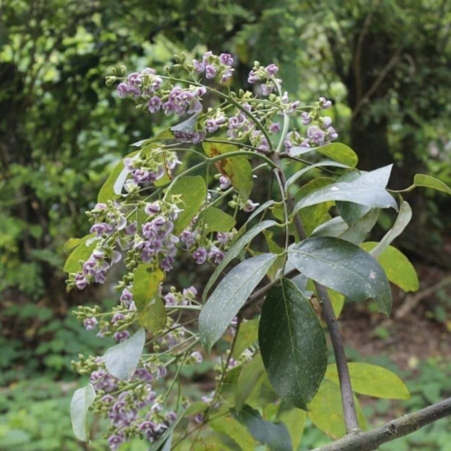 Ormosia macrocalyx flower