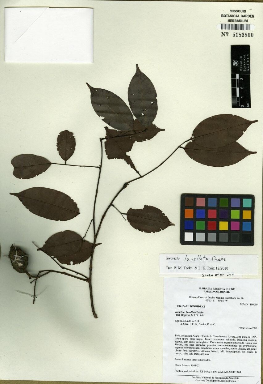 Swartzia lamellata — houseplant care guide