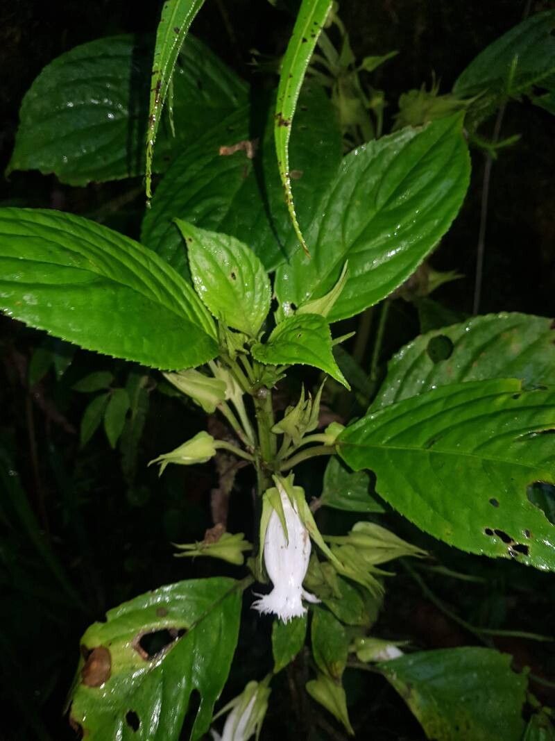 Drymonia lanceolata — houseplant care guide