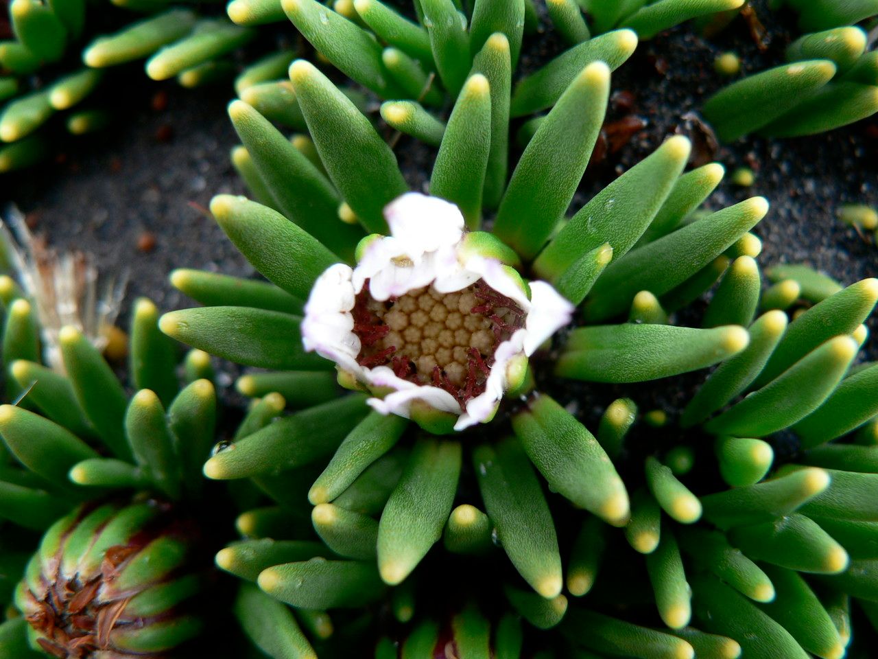 Werneria rigida flower