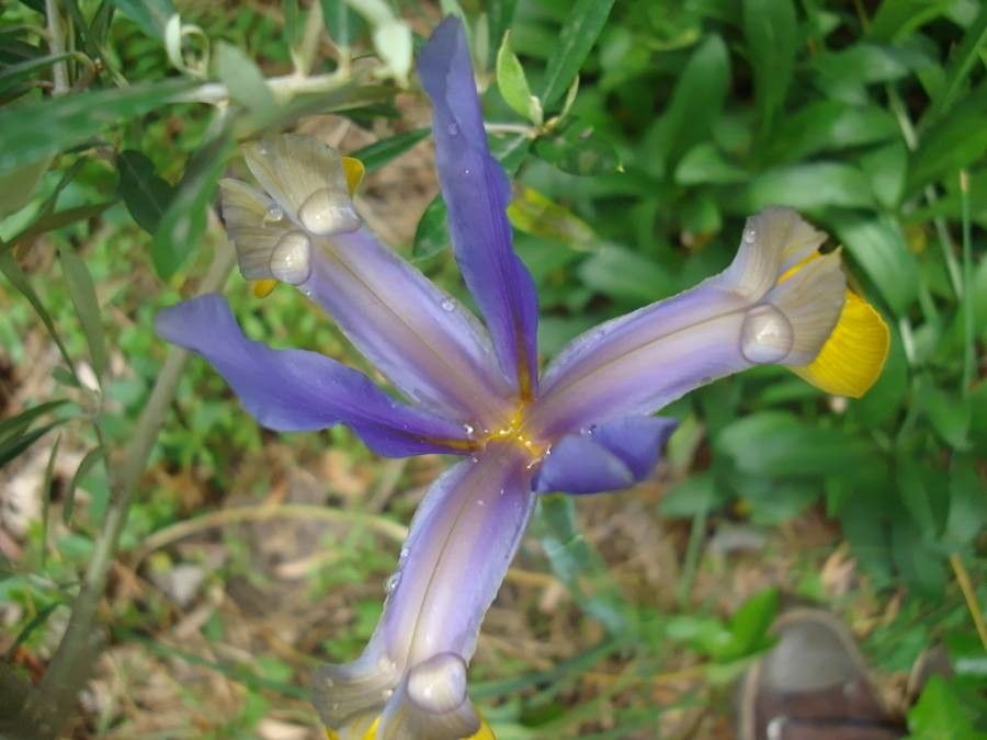 Iris xiphium flower