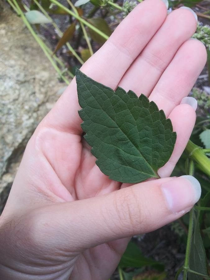 Agastache breviflora